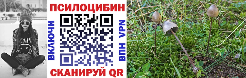 Псилоцибиновые грибы Psilocybine cubensis  Купить закладки  Краснодар 